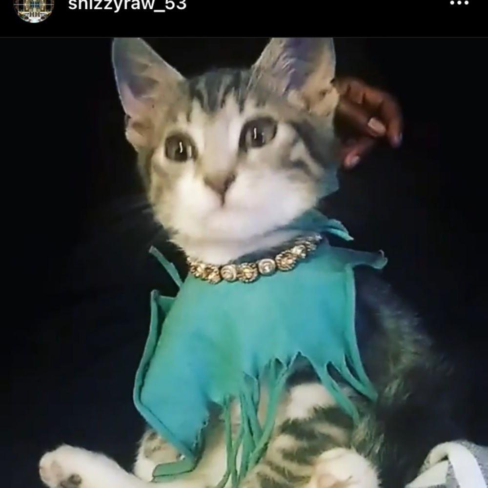 Cat and dog clothes